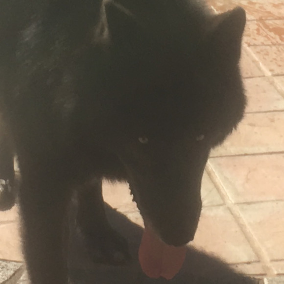 wolfheartpack